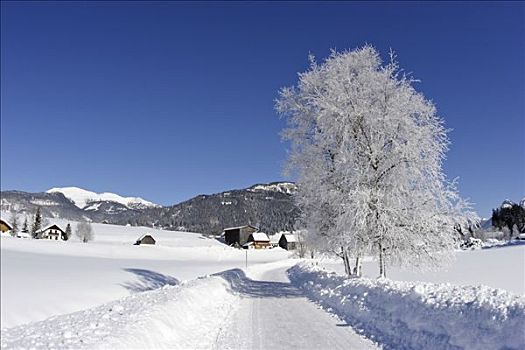 道路,白霜,遮盖,桦树,施蒂里亚,奥地利