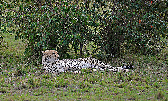 肯尼亚,马赛马拉国家保护区,印度豹,卧,休息