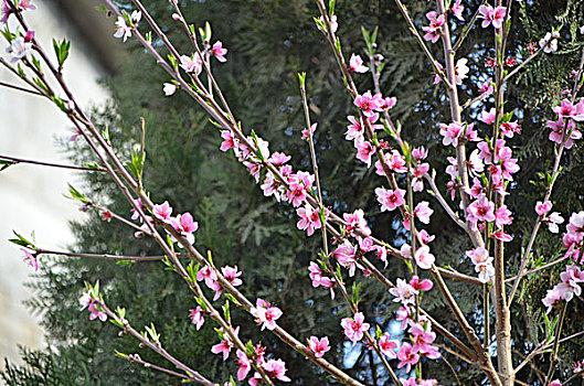 桃花艳,绽放,桃花,花卉,花朵,花,春季,桃树