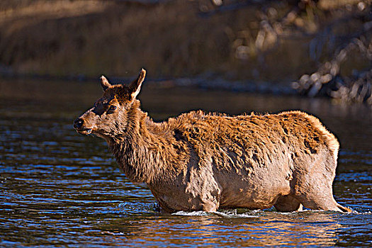 麋鹿,鹿属,河,黄石国家公园,怀俄明,美国