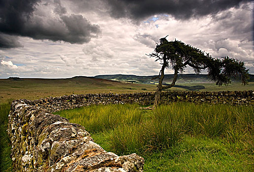 石头,栅栏,树,乌云,约克郡,英格兰