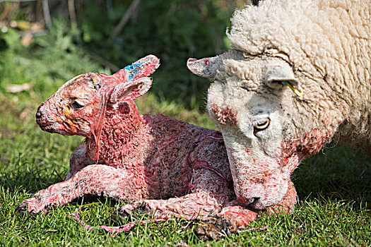 母羊,舔,清洁,诞生,羊羔,卧,草