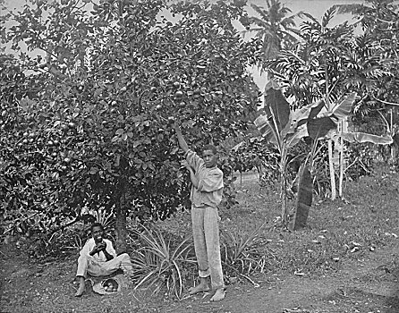 牙买加,19世纪,艺术家,未知
