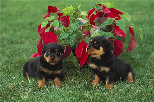 罗特韦尔犬,狗,两个,小狗,草地,一品红,植物