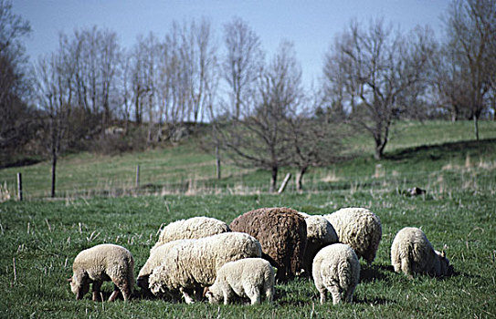 羊群,放牧,土地,蒙特里,马萨诸塞,美国