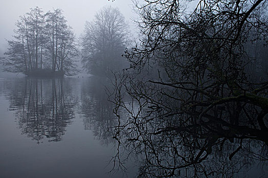 树枝,靠着,湖,雾状,早晨,树,背景,反射,水面,读,英格兰,英国