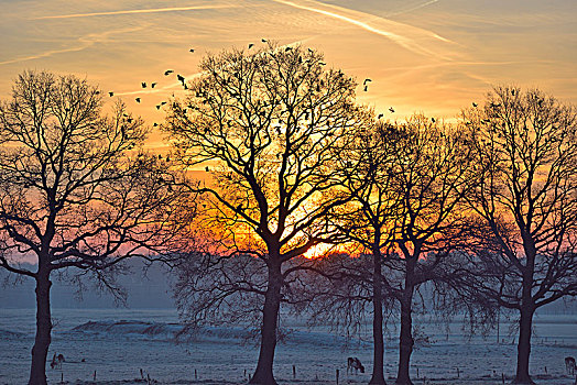 无叶,树,日出,成群,斑尾林鸽,靠近,北莱茵威斯特伐利亚,德国,欧洲