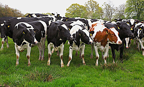 好奇,黑白,红色,黑白花牛,母牛,梅克伦堡前波莫瑞州,德国,欧洲