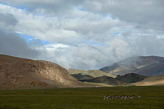 西藏阿里地区洞措野驴群