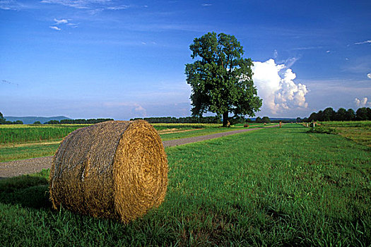 干草包,土地,弯曲,国家野生动植物保护区,阿肯色州,美国