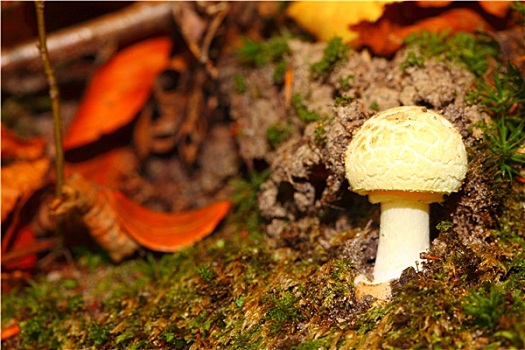 白蘑菇,树林,户外,自然