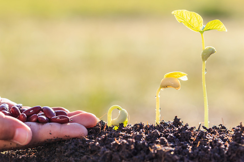 握着,种子,生长,年轻,绿色植物,土地_高清图片_全景视觉