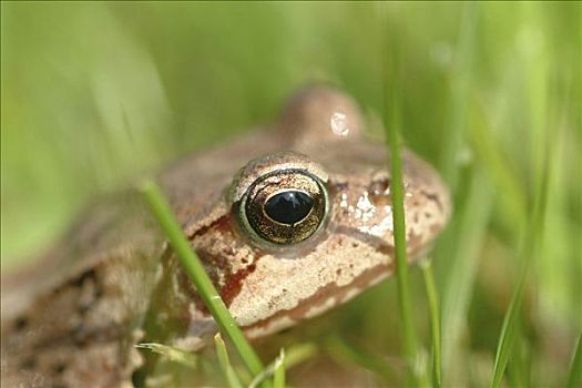 青蛙,中国林蛙