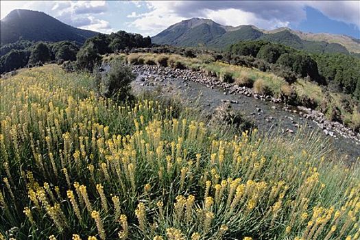 洋葱,簇,满,夏天,盛开,山谷,卡胡朗吉国家公园,南岛,新西兰