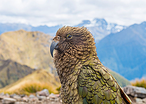 山,鹦鹉,食肉鹦鹉,啄羊鹦鹉,峡湾国家公园,南岛,新西兰,大洋洲