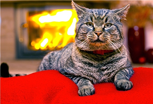 灰色,猫,壁炉