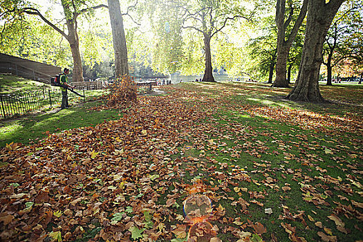 英格兰,伦敦,公园,园丁,秋天,秋叶