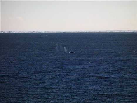 鲸,鲸类,呼吸,水,室外,呼吸孔,靠近,华盛顿,南极