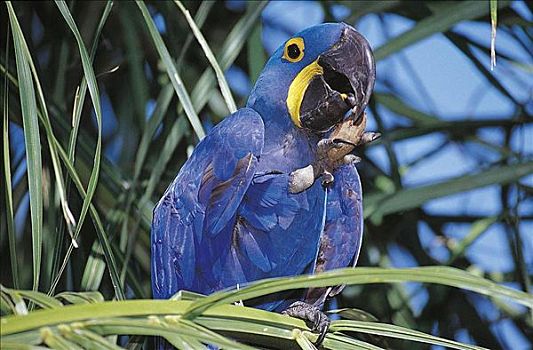紫蓝金刚鹦鹉,吃,棕榈树,鹦鹉,蓝鸟,潘塔纳尔,巴西,南美,动物
