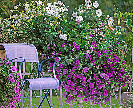 花,矮牵牛花属植物,靠近,椅子,露台