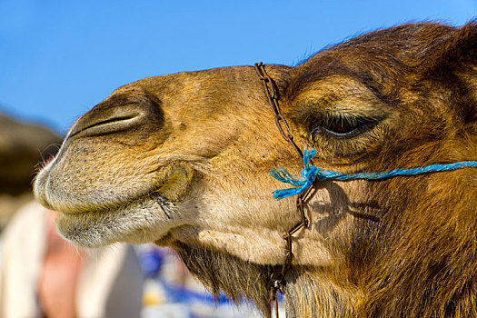 极限,特写,单峰骆驼,海滩,突尼斯