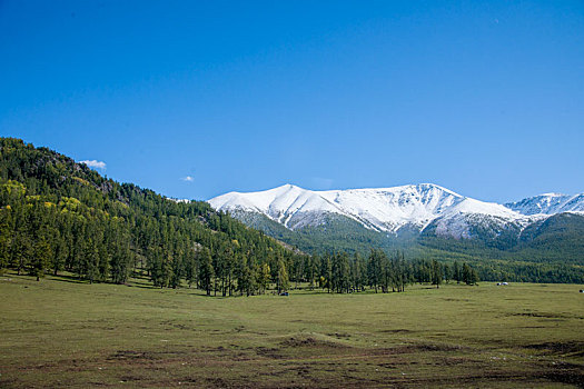 新疆喀纳斯国家地质公园白哈巴雪山下的高山草场