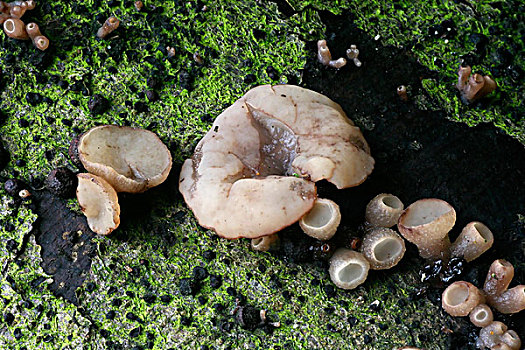 山毛榉,蘑菇,迪温特,上艾瑟尔省,荷兰