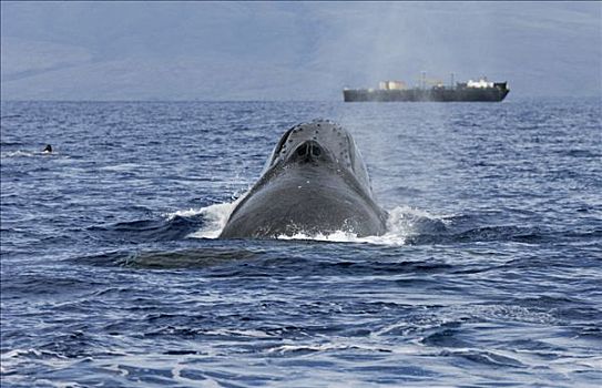 驼背鲸,大翅鲸属,鲸鱼,喷涌,靠近,船,国家,海洋,毛伊岛,夏威夷,提示,照相