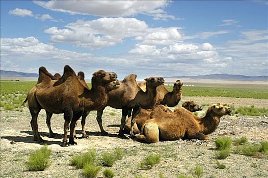 牧群,骆驼,戈壁沙漠,国家公园,蒙古