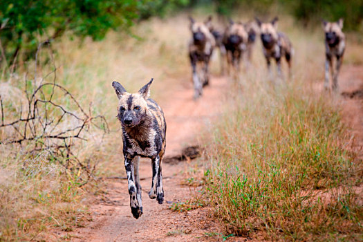 野狗,非洲野犬属,跑,耳,背影,脚,地面