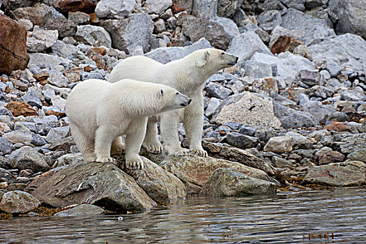 北极熊,两个,成年人,站立,石头,边缘,水,斯匹次卑尔根岛,斯瓦尔巴特群岛,北极