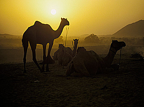 印度,拉贾斯坦邦,普什卡,骆驼,日落