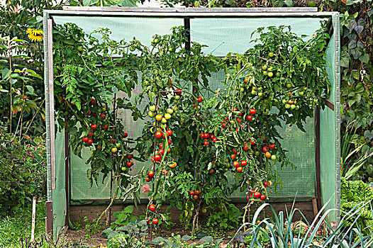 防护,番茄植物,水果,别墅花园,巴伐利亚,德国,欧洲