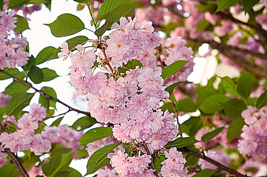 漂亮,日本,樱花,花,春天,自然,背景,粉色,绿叶