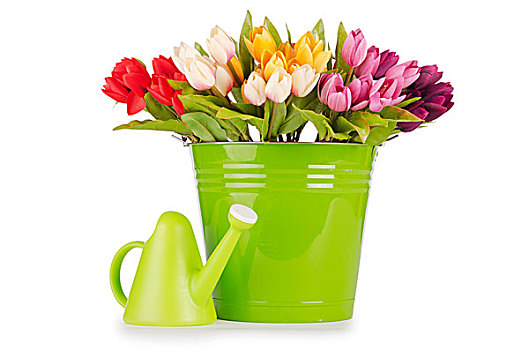 郁金香,花,绿色,桶