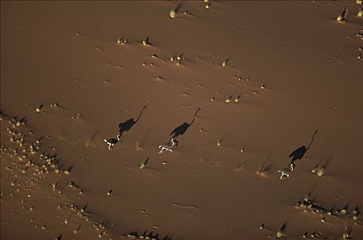 鸵鸟,鸵鸟属,走,影子,伸展,沙子,南非