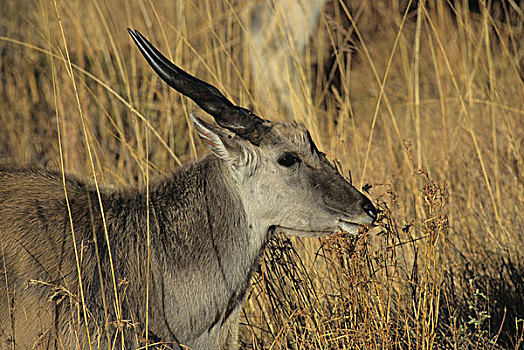 大羚羊,德拉肯斯堡,南非,非洲