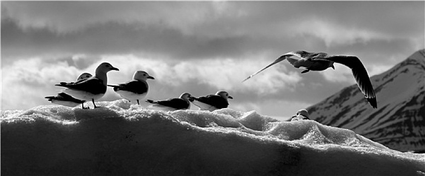 黑白,三趾鸥,冰