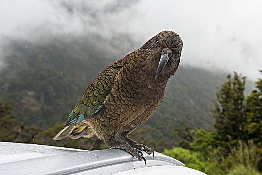食肉鹦鹉,啄羊鹦鹉,坐,屋顶,峡湾国家公园,南部地区,新西兰,大洋洲