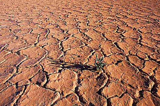 植物,干枯,地面,北领地州,澳大利亚