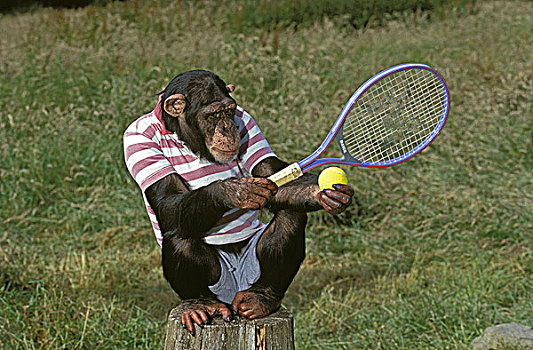 黑猩猩,类人猿,玩,网球拍