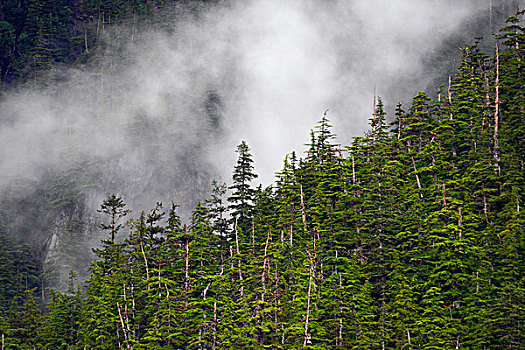 云杉,树林,雾气,阿拉斯加
