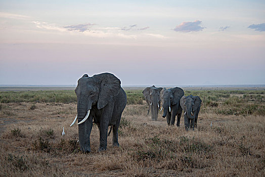 非洲大象112