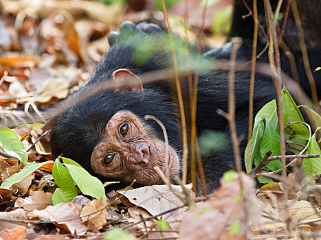 幼兽,黑猩猩,休息,地面,山,国家公园,坦桑尼亚,非洲