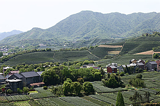 杭州龙坞茶镇茶园