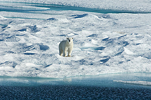 北极熊,走,不均,表面,冰原,环顾,抬头