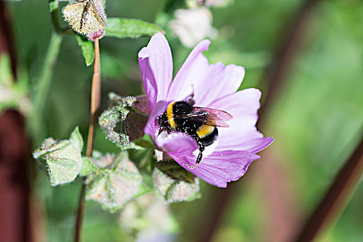 大黄蜂,遮盖,花粉,花蜜