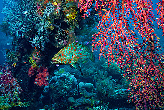 修长,石斑鱼,珊瑚礁,巴厘岛,印度尼西亚,亚洲