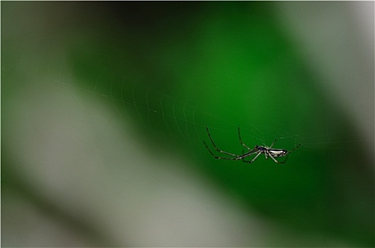 蜘蛛,绿色