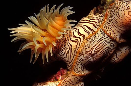 海葵,印度洋